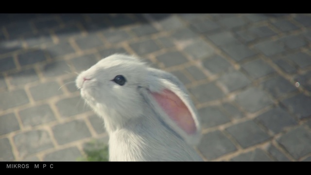 Video Reference: Rabbit, Rabbits and Hares, Domestic rabbit, Hare, Organism, Ear, Whiskers, Fawn