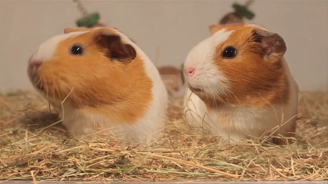 Video Reference: guinea pig, mammal, fauna, rodent, whiskers, snout, hamster
