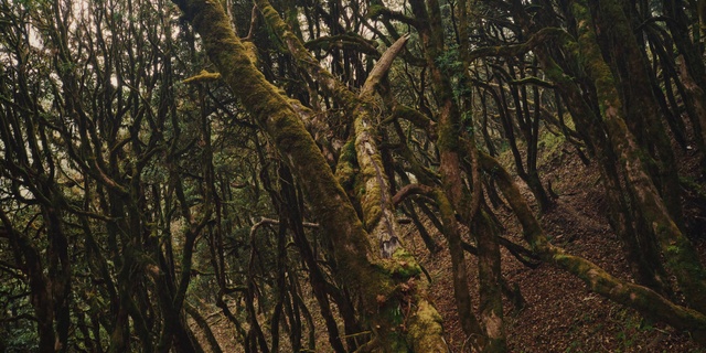 Video Reference: Tree, Forest, Vegetation, Nature, Natural environment, Old-growth forest, Woodland, Tropical and subtropical coniferous forests, Northern hardwood forest, Nature reserve