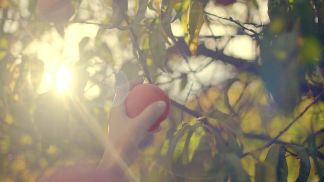 Video Reference: Nature, Branch, Leaf, Sunlight, Green, Tree, Light, Natural environment, Yellow, Twig