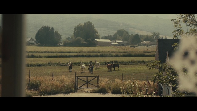 Video Reference: Field, Farm, Atmospheric phenomenon, Rural area, Pasture, Morning, Grassland, Landscape, Plain, Tree