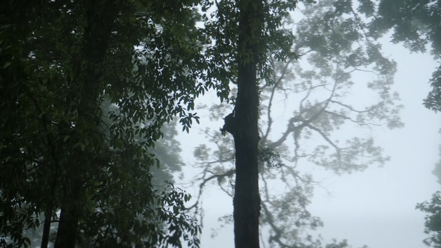 Video Reference: Tree, Nature, Forest, Natural environment, Atmospheric phenomenon, Vegetation, Woody plant, Old-growth forest, Branch, Biome, Person