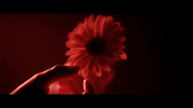 Video Reference: flower, red, gerbera, petal, close up, still life photography, darkness, flowering plant, computer wallpaper, sky