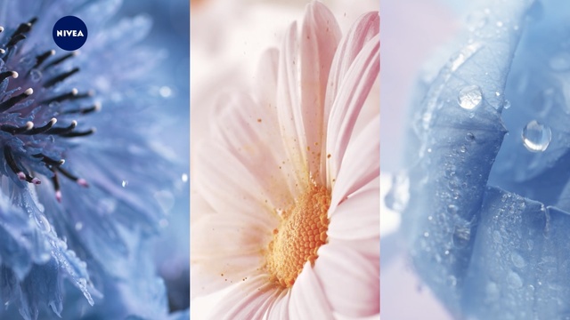 Video Reference: Pink, Blue, Winter, Sky, Font, Petal, Flower, Plant, Frost, Feather