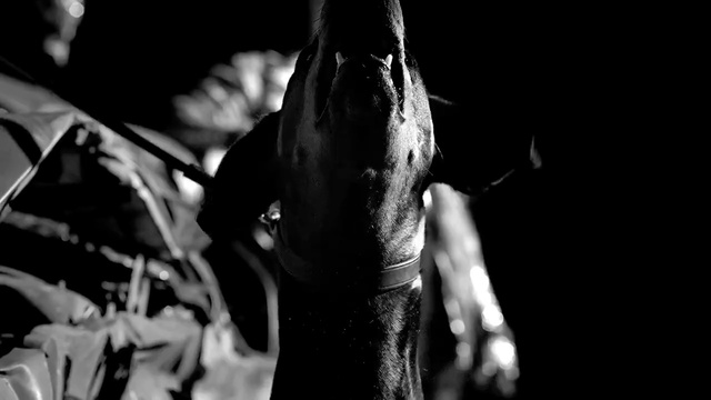 Video Reference: Black, Black-and-white, Monochrome, Darkness, Photography, Monochrome photography, Hand, Muscle, Performance, Music