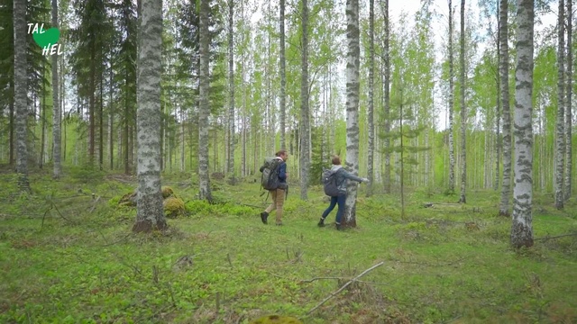 Video Reference: Forest, Tree, Woodland, Natural environment, Nature reserve, Biome, Northern hardwood forest, Old-growth forest, Spruce-fir forest, Birch