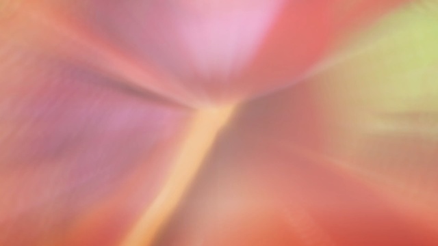 Video Reference: red, pink, flower, macro photography, close up, petal, light, orange, computer wallpaper, peach