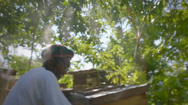 Video Reference: Vegetation, Tree, Sunlight, Branch, Leaf, Plant, Shrub