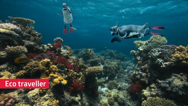 Video Reference: Reef, Coral reef, Underwater, Marine biology, Natural environment, Coral, Fish, Coral reef fish, Organism, Fish