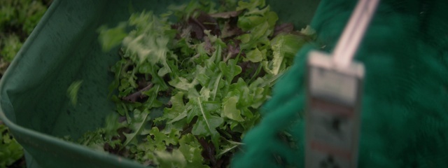 Video Reference: Leaf, Nature, Green, Leaf vegetable, Plant, Flower, Vegetable, Grass, Food, Herb