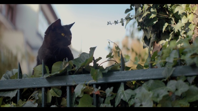 Video Reference: Cat, Felidae, Small to medium-sized cats, Black cat, Leaf, Carnivore, Plant, Nebelung, Whiskers, Person