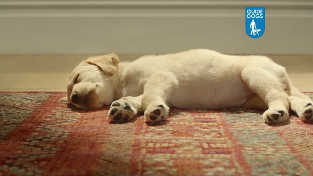 Video Reference: dog, labrador, home, floor, puppy