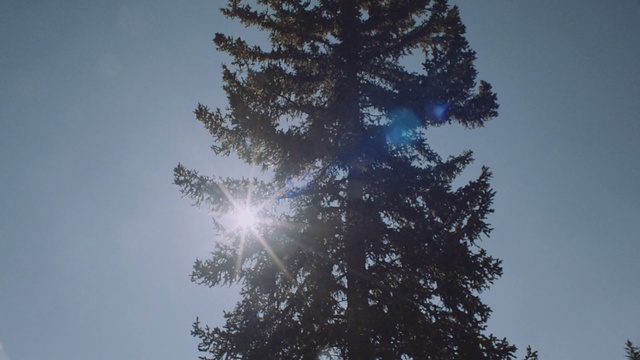 Video Reference: Tree, Sky, Nature, Atmospheric phenomenon, Blue, Daytime, Woody plant, Atmosphere, Sunlight, Plant
