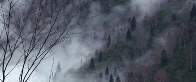 Video Reference: Nature, Atmospheric phenomenon, Mist, Sky, Fog, Atmosphere, Tree, Smoke, Water, Biome