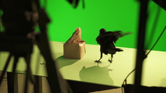 Video Reference: Green, Crow, Animation, Crow-like bird, Adaptation, Shadow, Bird, Art, Visual arts, Wing