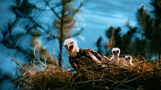 Video Reference: Bird, Bird of prey, Bird nest, Nest, Beak, Wildlife, Accipitriformes, Branch, Sky, White stork