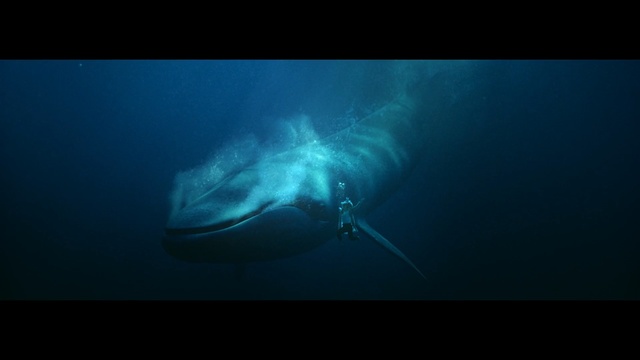 Video Reference: fish, underwater, marine biology, lamniformes, organism, great white shark, marine mammal, cartilaginous fish, tiger shark, fin