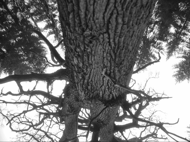 Video Reference: Tree, Branch, shellbark hickory, Trunk, Woody plant, Plant, Twig, Monochrome, Plant stem, Photography