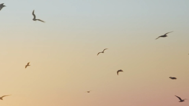 Video Reference: Flock, Bird migration, Bird, Sky, Animal migration, Atmospheric phenomenon, Morning, Seabird, Wing, Flight