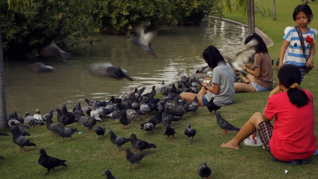 Video Reference: Bird, Duck, Pond, Water bird, Ducks, geese and swans, Waterfowl, Watercourse, Wildlife, Beak