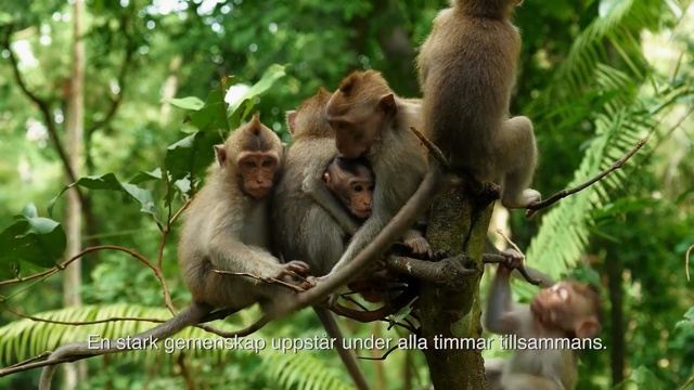 Video Reference: Vertebrate, Rhesus macaque, Mammal, Macaque, Primate, Old world monkey, New World monkey, Adaptation, Organism, Wildlife