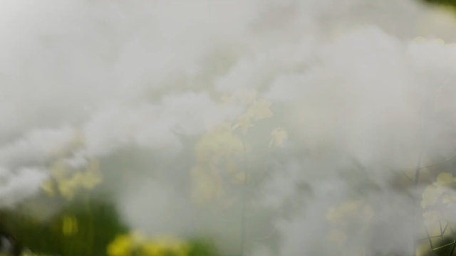 Video Reference: sky, nature, smoke, vegetation, cloud, atmosphere, cumulus, daytime, sunlight, morning