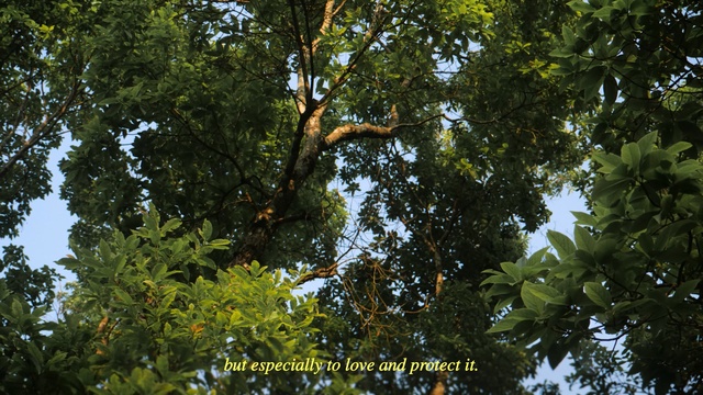 Video Reference: Tree, Vegetation, Nature, Woody plant, Branch, Plant, Nature reserve, Biome, Temperate broadleaf and mixed forest, Tropical and subtropical coniferous forests