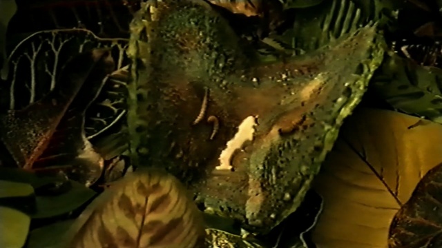 Video Reference: leaf, organism, computer wallpaper, plant