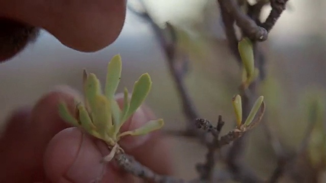 Video Reference: Flower, Plant, Leaf, Botany, Branch, Bud, Spring, Plant stem, Flowering plant