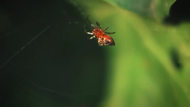 Video Reference: Insect, Invertebrate, Macro photography, Spider, Spider web, Pest, Arthropod, Leaf, Organism, Membrane-winged insect