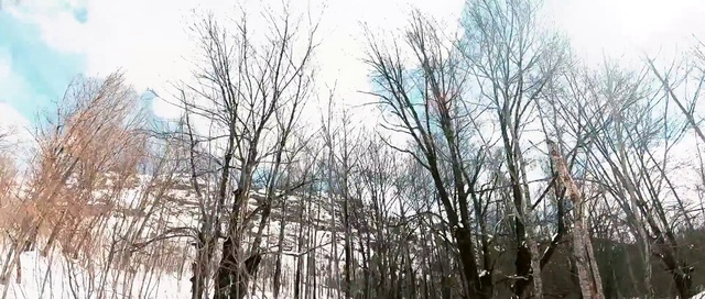 Video Reference: Tree, Atmospheric phenomenon, Woody plant, Natural landscape, Branch, Natural environment, Plant, Forest, Winter, Sky