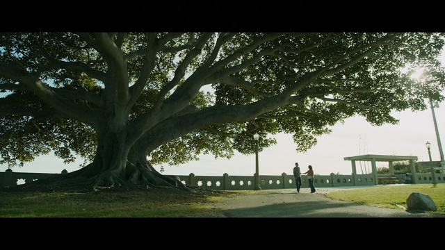 Video Reference: tree, nature, green, woody plant, leaf, plant, sky, grass, branch, sunlight