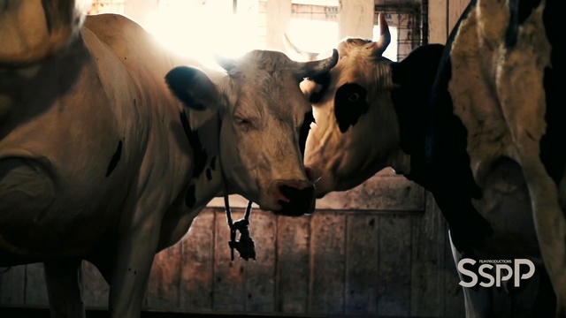 Video Reference: dairy, cattle like mammal, dairy cow, snout, horn, bull, ox, darkness, cow goat family