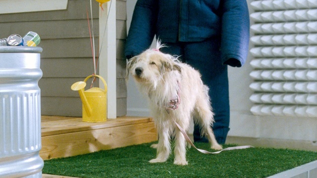 Video Reference: dog, dog breed, dog like mammal, conformation show, dog breed group, companion dog, sporting group, sapsali, goldendoodle, Person