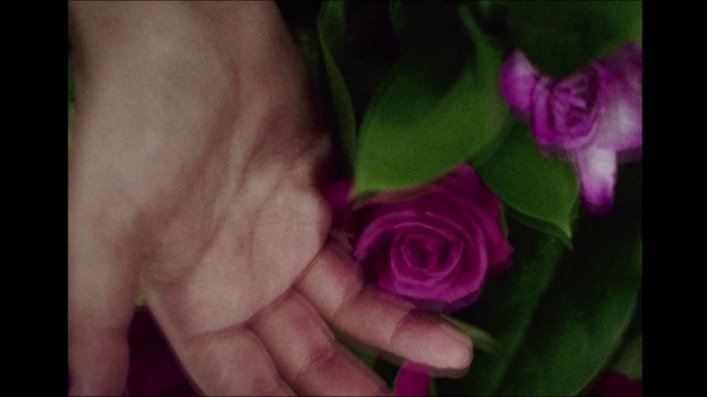 Video Reference: Flower, Rose, Garden roses, Flowering plant, Petal, Plant, Pink, Rose family, Rose order, Violet