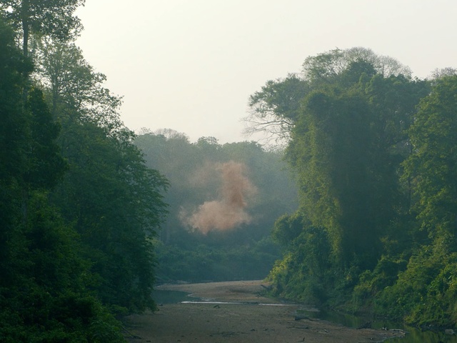 Video Reference: Nature, Green, Atmospheric phenomenon, Tree, Natural landscape, Morning, Sky, Mist, Jungle, Biome