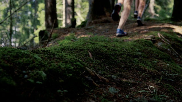 Video Reference: Nature, Woodland, Forest, Natural environment, Tree, Old-growth forest, Jungle, Wilderness, Nature reserve, Trail, Outdoor, Grass, Man, Standing, Path, Wood, Walking, Green, Young, Grassy, Area, Field, White, Park, Playing, Hill, Dog, Large, Holding, Throwing, Dirt, Bear, People, Riding, Plant, Wooded