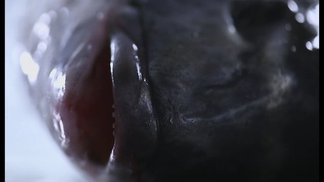 Video Reference: Black, Close-up, Water, Mouth, Hand, Photography, Macro photography