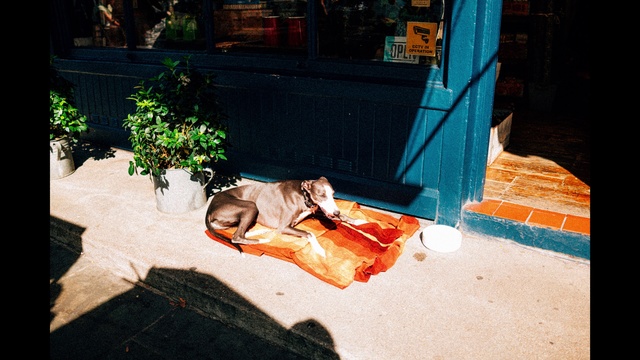Video Reference: Street dog, Dog, Canidae, Sporting Group, Leisure