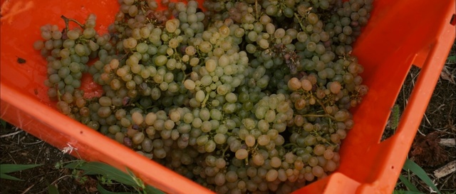 Video Reference: produce, food, vegetable, natural foods, local food, fruit