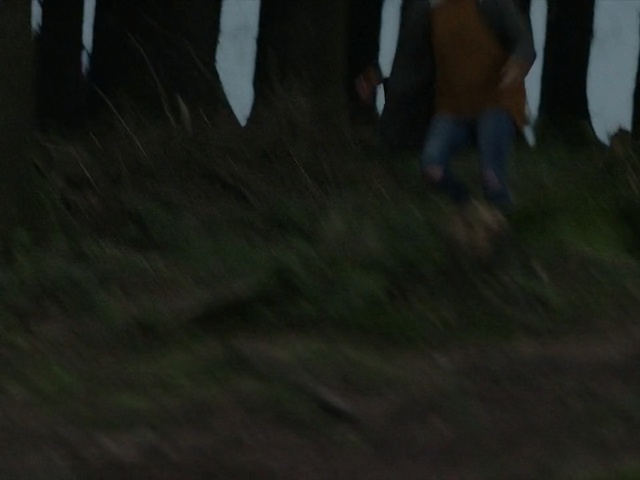 Video Reference: Black, Green, Darkness, Brown, Tree, Atmosphere, Photography, Wood, Grass, Screenshot