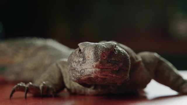 Video Reference: Reptile, Snout, Common snapping turtle, Organism, Turtle, Tortoise, Scaled reptile, Lizard