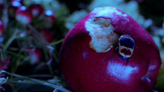 Video Reference: Red, Macro photography, Water, Plant, Organism, Fruit, Flower, Dew