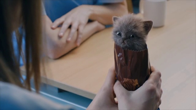 Video Reference: Hand, Cat, Person