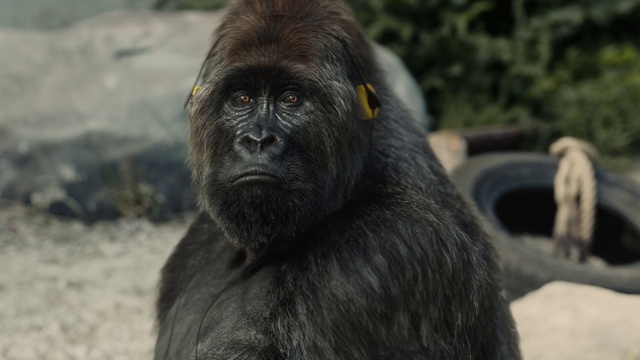 Video Reference: Vertebrate, Mammal, Primate, Terrestrial animal, Common chimpanzee, Snout, Skin, Eye, Zoo, Close-up