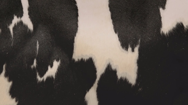 Video Reference: White, Black, Dairy cow, Bovine, Fur, Black-and-white, Snout, Close-up, Photography, Cow-goat family