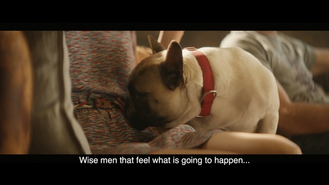 Video Reference: Mammal, Dog, Canidae, French bulldog, Dog breed, Snout, Carnivore, Companion dog, Non-Sporting Group, Fawn, Person