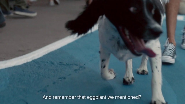 Video Reference: Mammal, Dog, Canidae, Dog breed, Sporting Group, Carnivore, Snout, English springer spaniel, Conformation show, Pointer