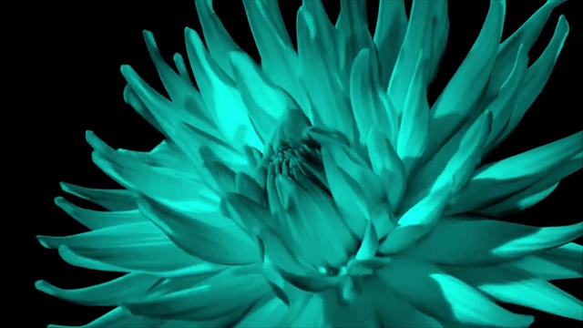 Video Reference: Green, Flower, Close-up, Plant, Petal, Botany, Organism, Agave, Macro photography, Annual plant