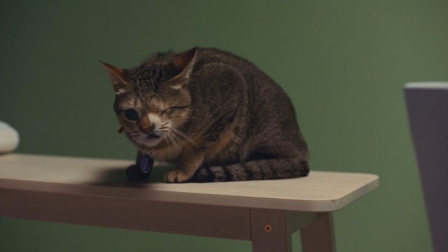 Video Reference: Cat, Small to medium-sized cats, Mammal, Felidae, Whiskers, Domestic short-haired cat, European shorthair, Carnivore, Tabby cat, Asian